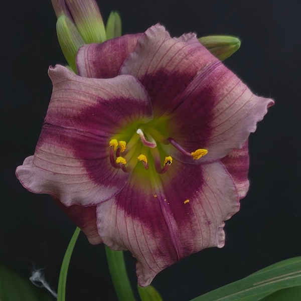 Harper Lee - Sold Out